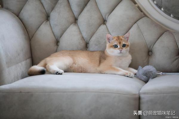 養貓的20條好處，可以幫助鏟屎官治癒，也可以改變性格