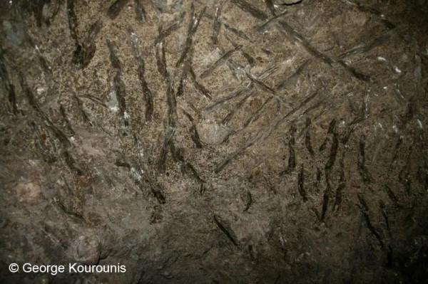 大象到底有多聰明? 大象到底有多聰明?