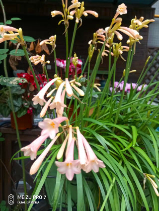 小園春暖花先知