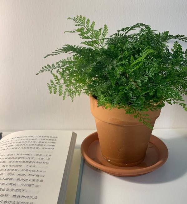 室內光照不足,就養4種耐陰綠植,枝葉翠綠茂盛,有精神有活力 室內光照不足,就養4種耐陰綠植,枝葉翠綠茂盛,有精神有活力