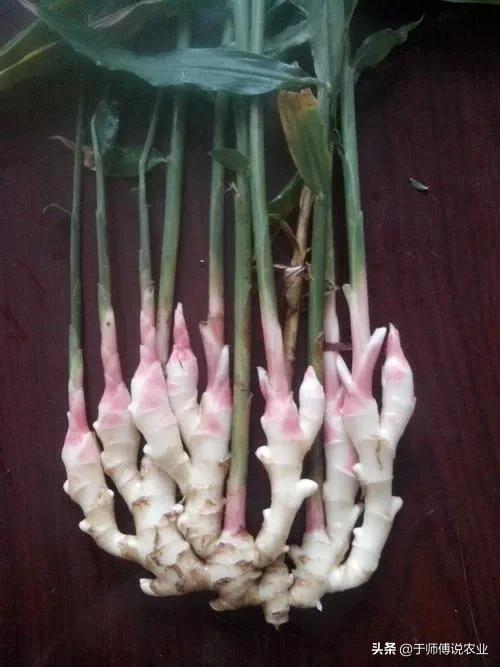 明年種姜,姜友們的大腦要發發熱了 明年種姜,姜友們的大腦要發發熱了