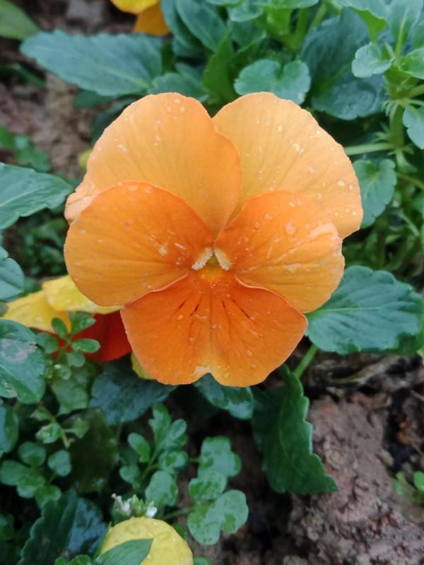 這可以說是真正的輕而易舉了 這可以說是真正的輕而易舉了