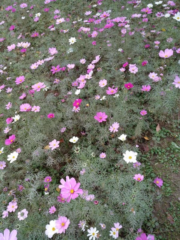 第二十七篇《紅樓夢》中朝廷查抄賈府的真正原因與怪異形式 第二十七篇《紅樓夢》中朝廷查抄賈府的真正原因與怪異形式