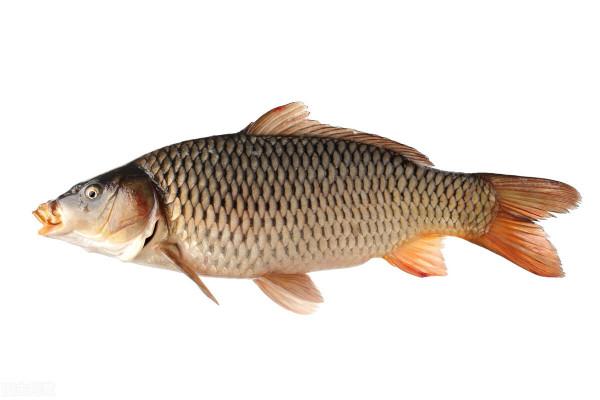 颳風天釣不到魚?老釣友為你解密,讓你無風不歡 颳風天釣不到魚?老釣友為你解密,讓你無風不歡