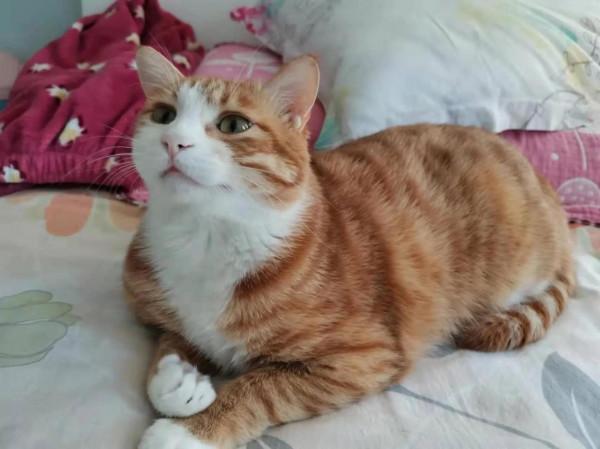 作為三隻貓主人,我為什麼不願意為《反虐待動物法》立法而發聲? 作為三隻貓主人,我為什麼不願意為《反虐待動物法》立法而發聲?