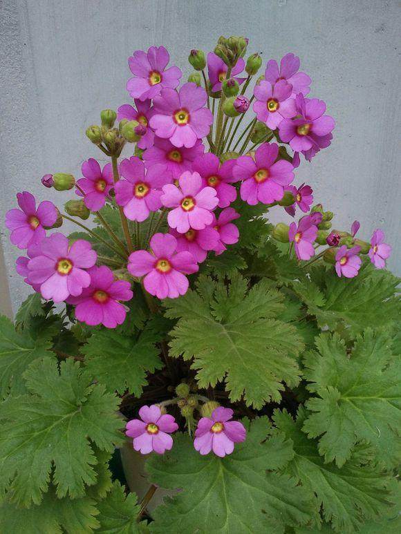 《百花集》（二百九十五）