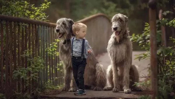 他是巨型犬中的戰鬥機，天生獵殺惡狼，現已成為軍犬中頂級猛犬