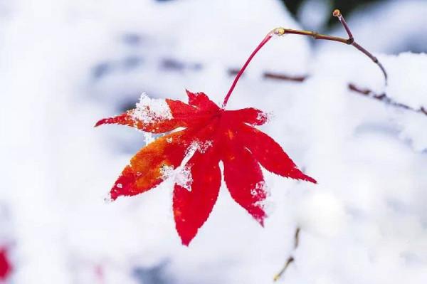 立冬後，&OpenCurlyDoubleQuote;補冬&rdquo;有講究，記得常吃&OpenCurlyDoubleQuote;冬天一寶&rdquo;，便宜營養價值高