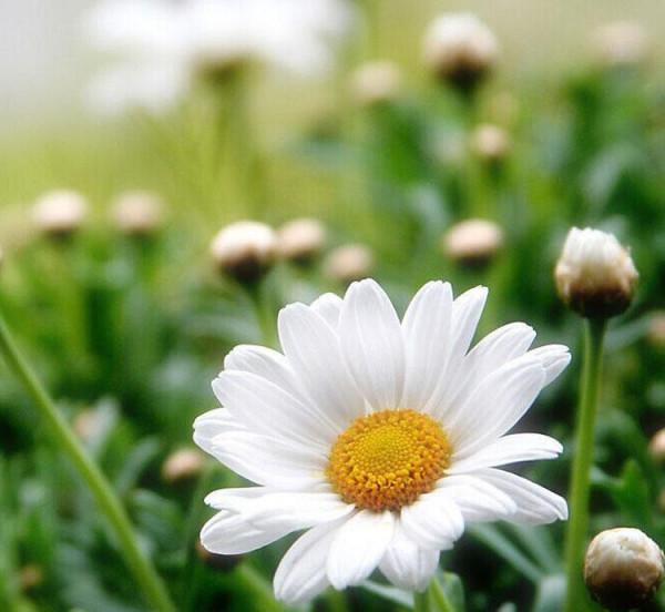 100種常見花卉的播種栽培大全,送給愛養花的你 100種常見花卉的播種栽培大全,送給愛養花的你