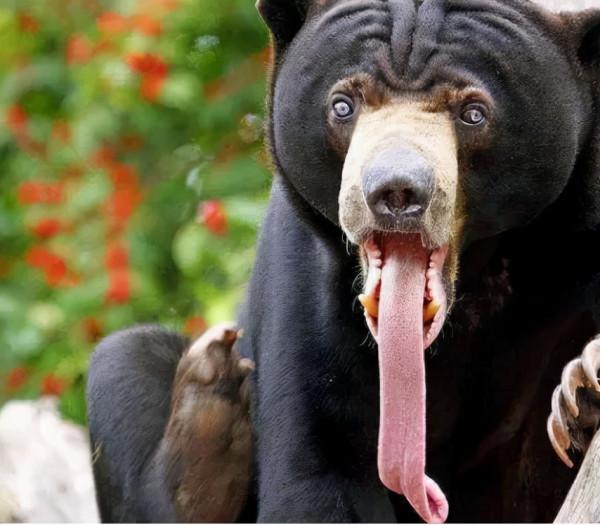 世界上最小的熊是誰？可別回答小浣熊