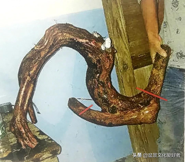 盆景造型案例：盆景製作從一張設計圖開始