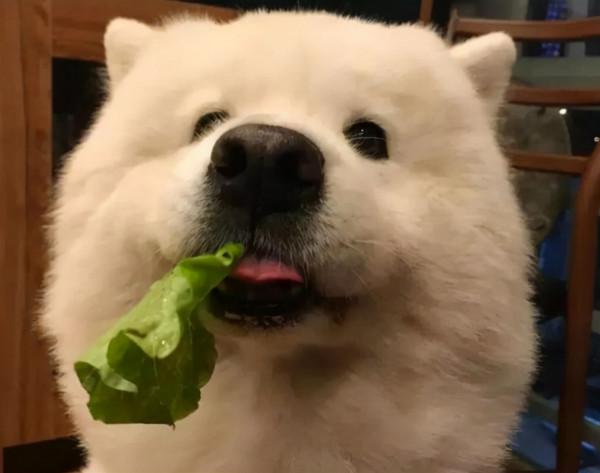 秋季降溫，這幾種狗狗不怕冷，別瞎操心