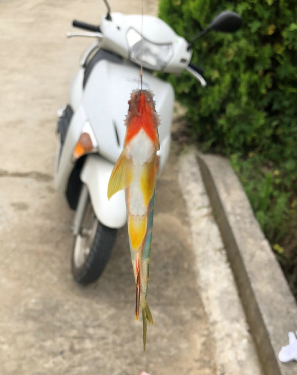 比起幾十斤的大青魚、大鰱魚，這些溪流精靈才是千島湖人的最愛