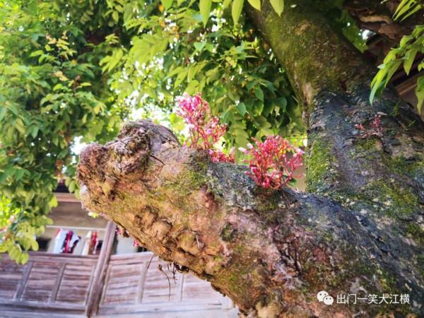 雲霞明滅或可睹 雲霞明滅或可睹