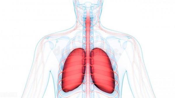 身體毒素誰來掃？四大排毒器官照顧好（下）