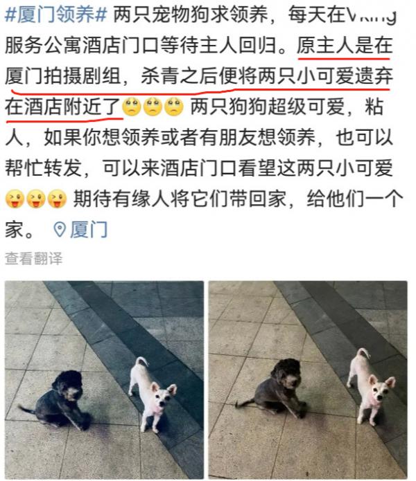 爆某劇組殺青遺棄“小生命”，站在門口等待惹人疼，網友怒斥缺德