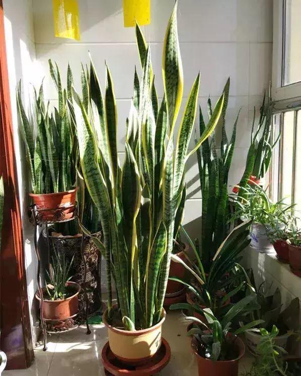 8種寓意吉祥的花，可招納福氣，招財旺運，一定多養幾盆