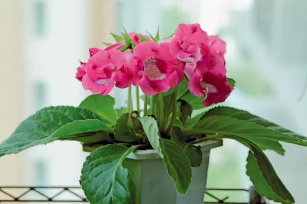 這3種花怕太陽曬,陰涼通風的環境才適合生長,還要有散射光 這3種花怕太陽曬,陰涼通風的環境才適合生長,還要有散射光