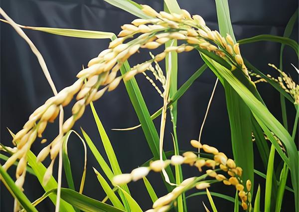 我國水稻育種實現突破：60天可收穫，畝產1300斤，有望一年種6茬