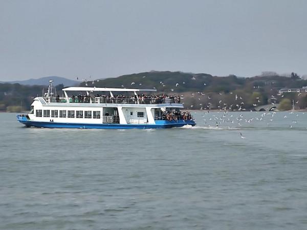 黿頭渚櫻花先睹為快