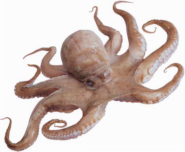 70秒讓您清清楚楚分清魷魚墨魚章魚八爪魚烏賊的區別