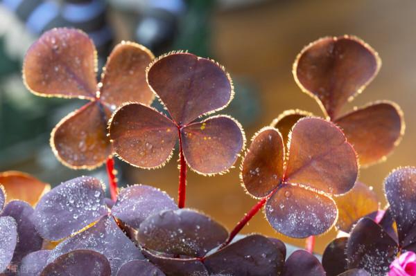 傳說四葉草每一片葉子代表不同的意思，都是人生中夢寐以求的東西