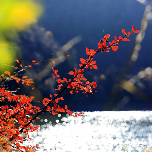 青海的秋天看這裡