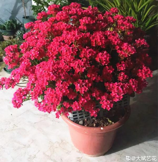 買花也要注意辨別“坑”,才能挑到好花,花開爆盆 買花也要注意辨別“坑”,才能挑到好花,花開爆盆