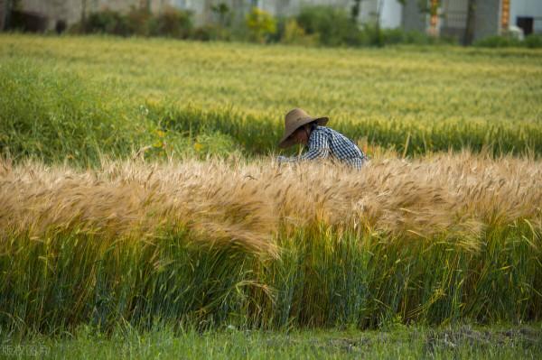 家鄉紅色故事2：激戰章郭莊 討伐稅警團