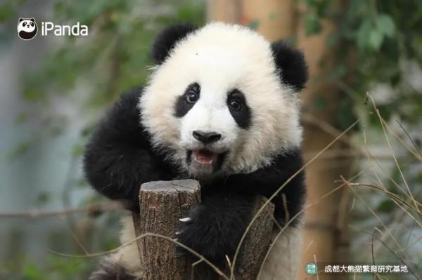 “黃金週”打卡安逸四川⑦|8條高鐵旅遊線路，帶你安逸走四川