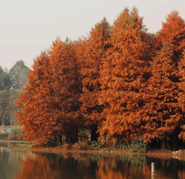 四川的冬天開&OpenCurlyDoubleQuote;春花&rdquo;&comma;地鐵站旁的浪漫美景&comma;去過多少次都不會厭倦