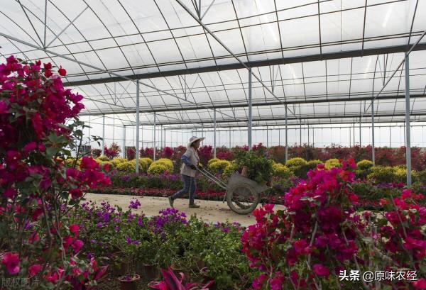 戰旗村模式：是中國農村的未來嗎？