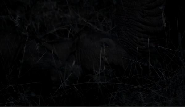 非洲特大旱災，動物屍橫遍野，50歲大象女王用智慧拯救族群