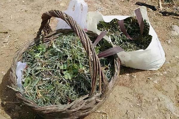 龔清孝，吃草上癮得以賺錢、娶媳婦，34年吃了40噸草：我就喜歡吃