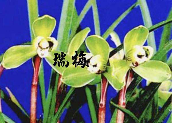 為什麼很多人養花養不活