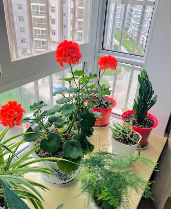 奶奶對我說，臥室別養7類花，仔細想一想，不是&OpenCurlyDoubleQuote;迷信&rdquo;是科學