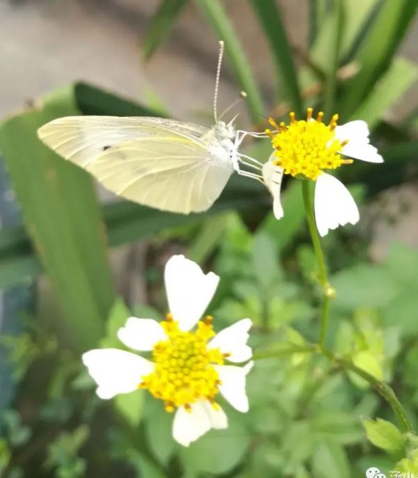 隨處可見的鬼針草,卻不知道什麼作用? 隨處可見的鬼針草,卻不知道什麼作用?