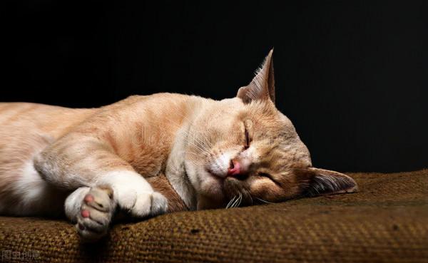 縱然養貓千百種，不養大橘空遺憾 2、和大橘的吻頸之交