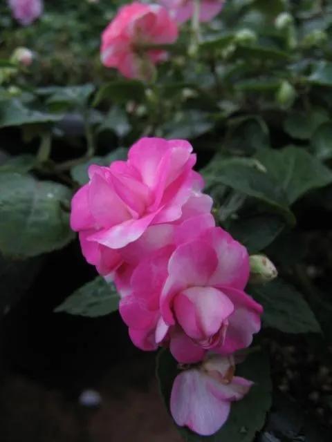 分享圖片，重瓣鳳仙花