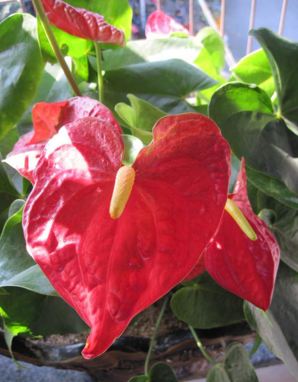 客廳想養“健康花”,建議從這12種裡面選,不僅養人,還大氣吉祥 客廳想養“健康花”,建議從這12種裡面選,不僅養人,還大氣吉祥