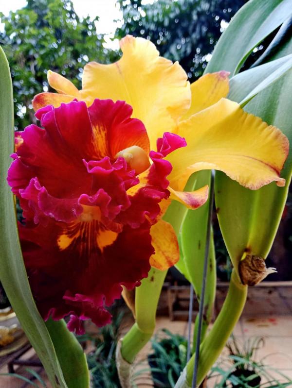 #陽臺小花園#又添新品種