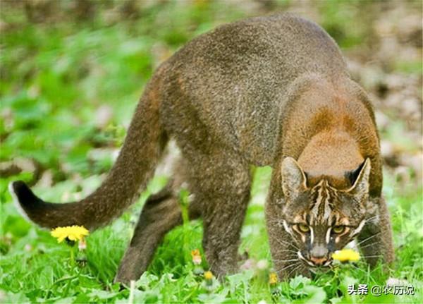 金貓是古代典故中的“彪”，能捕捉大3倍的獵物，如今數量稀少