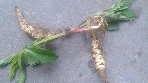 農村5種地下蔬菜，全程不長蟲不用打藥，種下去就有得吃的懶人菜