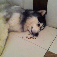 狗狗智商排行，哈士奇排行也很靠前