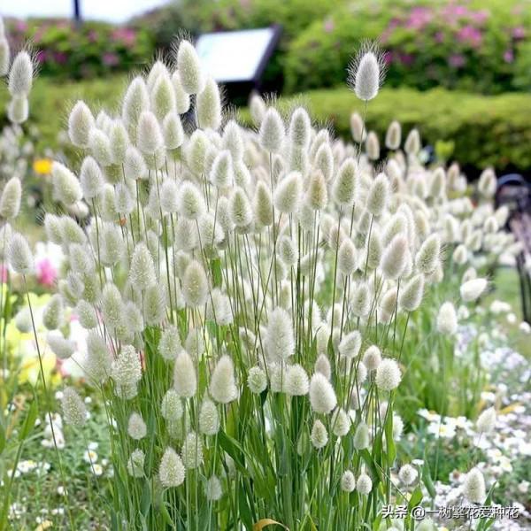 25種觀賞草,觀葉、賞花、好養、皮實,是花園最不可缺少的美景 25種觀賞草,觀葉、賞花、好養、皮實,是花園最不可缺少的美景