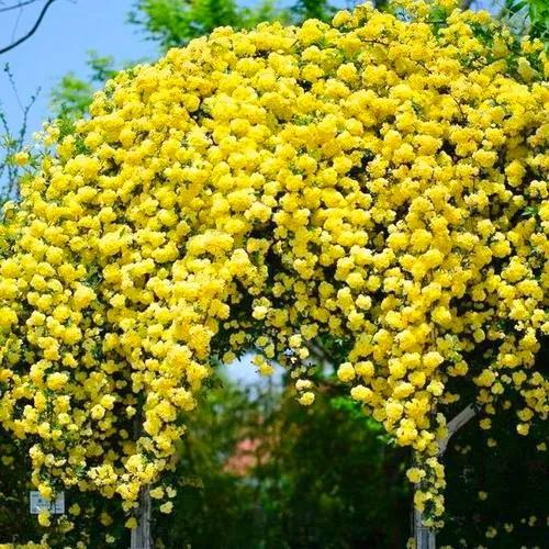 淡雅芬芳木香花