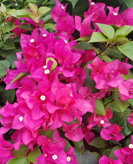 80種常見植物圖解,出門識花不求人,倍兒有面子 80種常見植物圖解,出門識花不求人,倍兒有面子