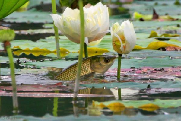 秋天魚口不好怎麼辦？做對這幾件事，漁獲翻一番