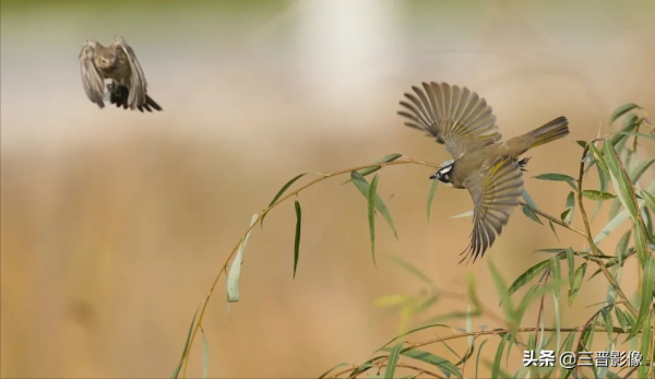索尼A1相機體驗試拍結果：確實很強