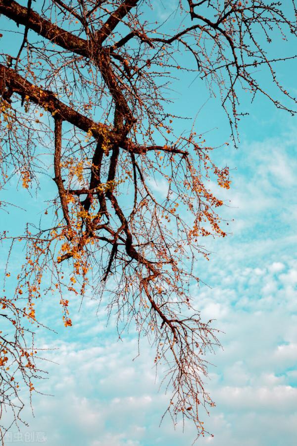 一省一秋!各省秋色“當紅”代言人,你的家鄉上榜了嗎? 一省一秋!各省秋色“當紅”代言人,你的家鄉上榜了嗎?